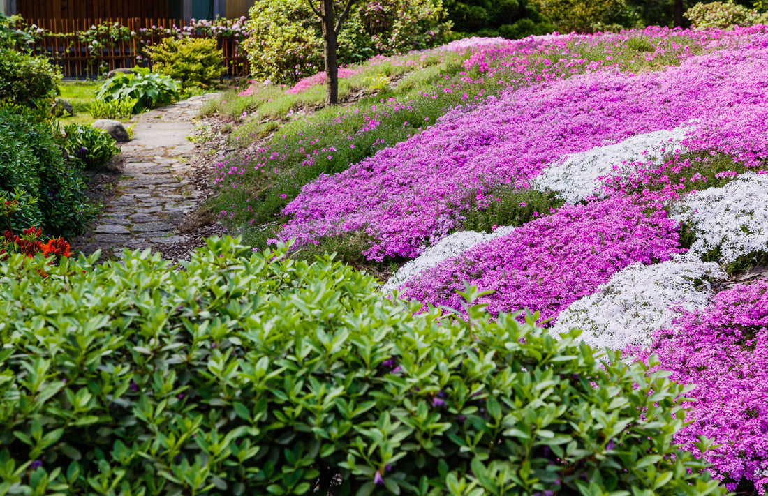 12 Living Carpets That Keep Weeds Out Naturally