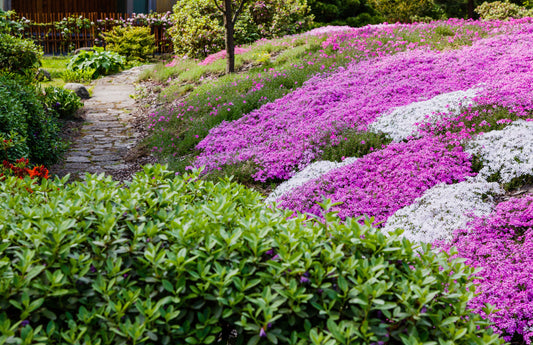 12 Living Carpets That Keep Weeds Out Naturally