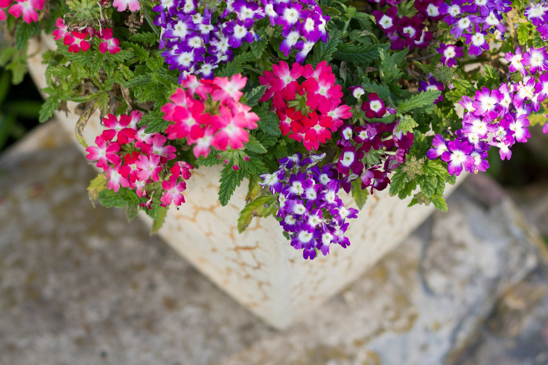 8 Hardy Perennials That Thrive in Pots All Year Long