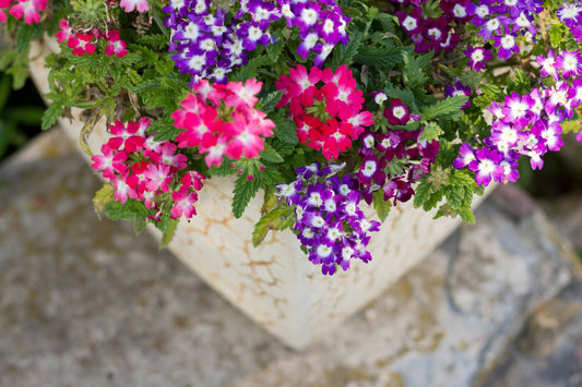 8 Hardy Perennials That Thrive in Pots All Year Long