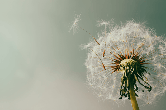 The Most Common Lawn Weeds in Durham Region (And Why They Keep Coming Back) - GreenFront Property Maintenance