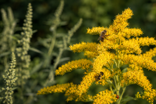 Before You Pull That Goldenrod: Why This Bright Yellow Plant Is One of Fall’s Most Important Pollinator Lifelines