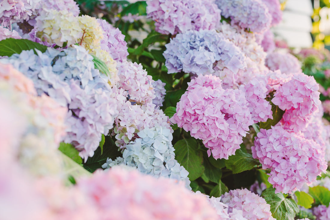 Hydrangeas Wilting in the Heat? Here’s How to Bring Them Back