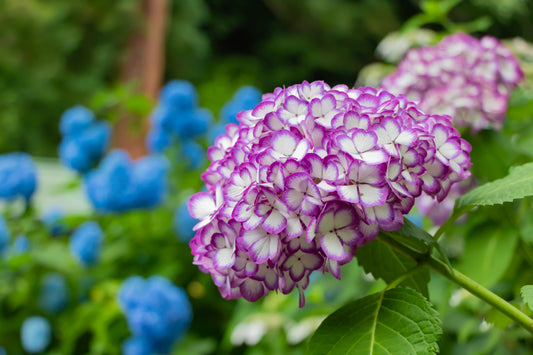Why Hydrangea Blooms Turn Brown Too Soon — And How to Stop It