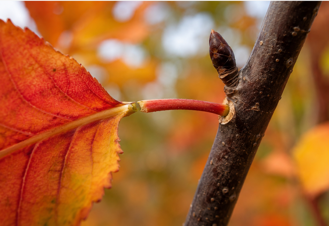 How Trees Cut Off Their Own Leaves: The Science Behind Autumn Leaf Drop