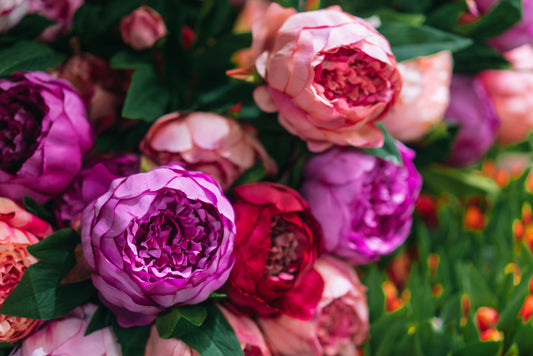 8 Essential Steps to Care for Your Peonies After Blooming — GreenFront’s Durham Region Guide
