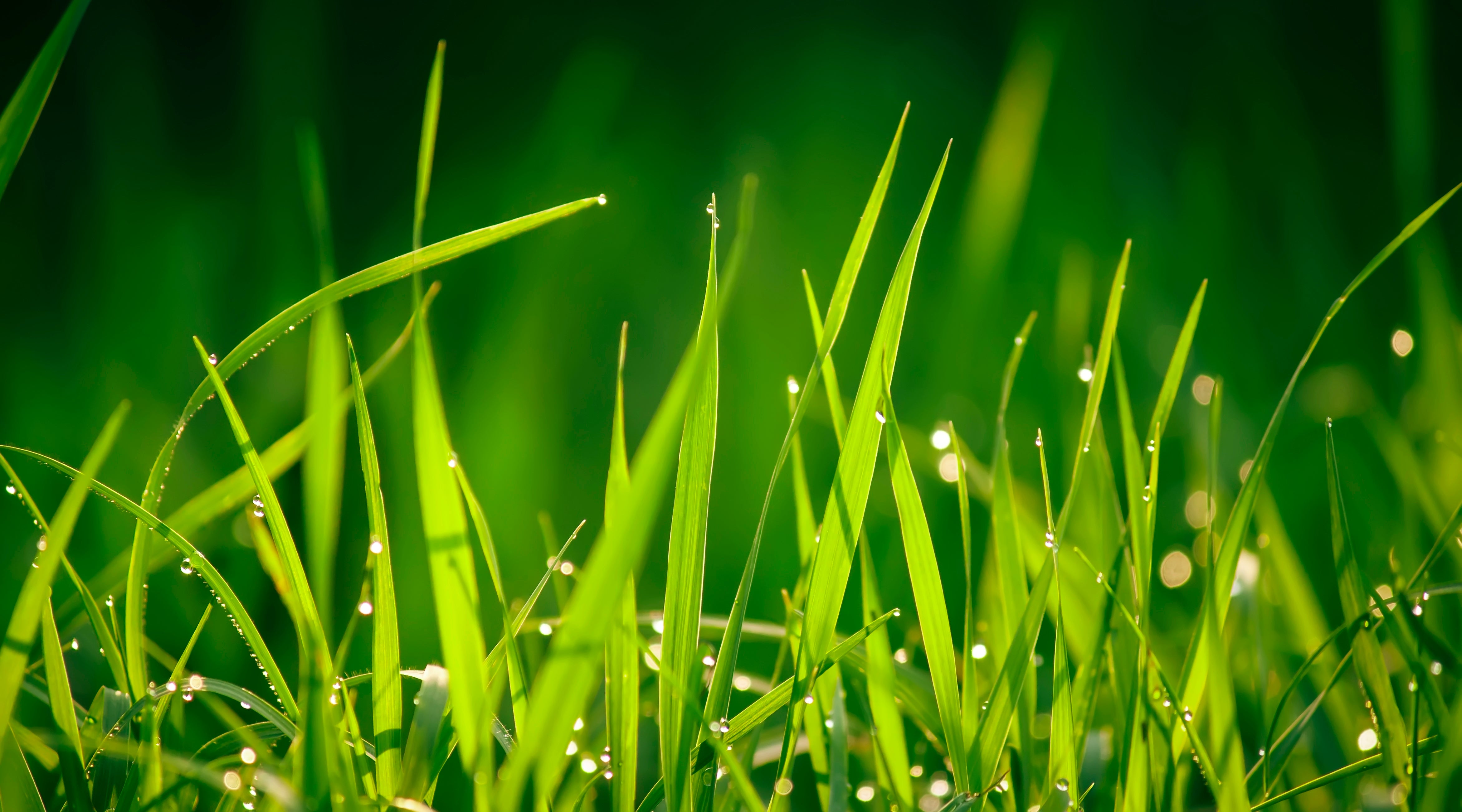 GRASS CUTTING